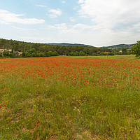 Buy canvas prints of Poppy Fields Provence early summer. by David May