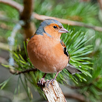 Buy canvas prints of Cairngorm Chaffinch by jotrphoto.crd. 