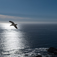 Buy canvas prints of The Seagull  by Scott Ian Thomson