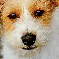 Buy canvas prints of The  wee Dog by Scott Ian Thomson