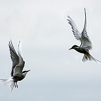 Buy canvas prints of Two terns by Adrian Snowball