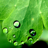 Buy canvas prints of Aquilegia leaf and rain drops by Adrian Snowball