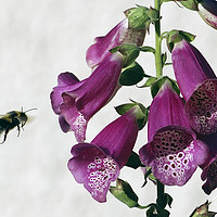 Buy canvas prints of Bee and Foxglove by Adrian Snowball