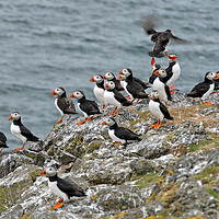 Buy canvas prints of Puffins by Adrian Snowball