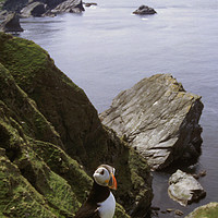 Buy canvas prints of A solitary puffin by Adrian Snowball