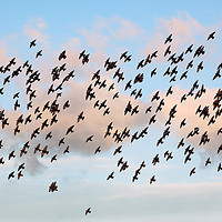 Buy canvas prints of A murmuration of starlings by Adrian Snowball
