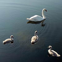Buy canvas prints of Swan and cygnets by Adrian Snowball