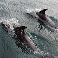 Buy canvas prints of Two Dolphins by Adrian Snowball