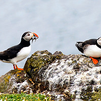 Buy canvas prints of Puffins with sand eels by Adrian Snowball