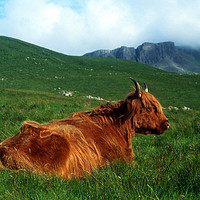 Buy canvas prints of Highland Cow by Adrian Snowball