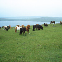 Buy canvas prints of Shetland ponies by Adrian Snowball
