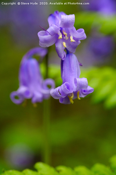 A Bluebell close up Picture Board by Steve Hyde