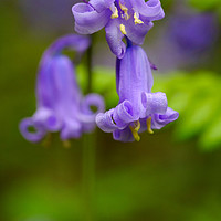 Buy canvas prints of A Bluebell close up by Steve Hyde