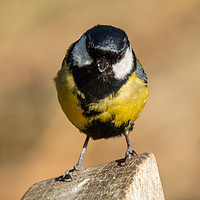 Buy canvas prints of Cairngorm Great Tit by  