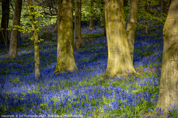 Sheringham Bluebells Picture Board by Viv Thompson