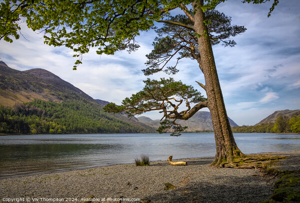 On the Banks of Lake Buttermere Picture Board by Viv Thompson