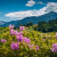 Buy canvas prints of Rhododendrons in The Alps by Viv Thompson