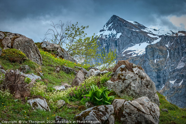 Alpine Wildflower Wonderland Picture Board by Viv Thompson