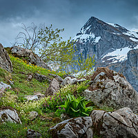 Buy canvas prints of Alpine Wildflower Wonderland by Viv Thompson