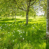 Buy canvas prints of Blooms Amongst the Birches by Viv Thompson