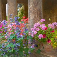 Buy canvas prints of Pillars and Pelargoniums by Viv Thompson