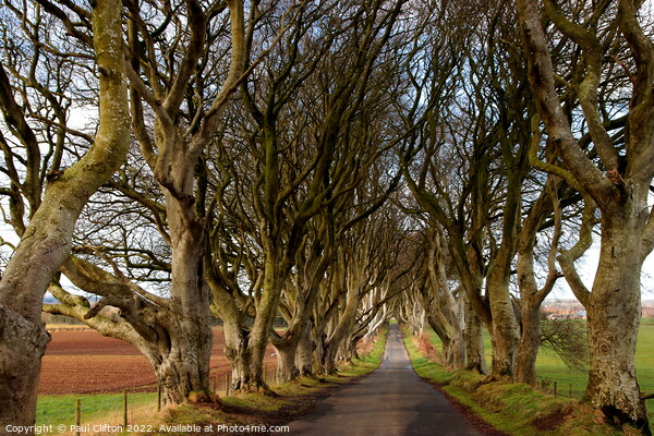 Dark hedges Northern Ireland Picture Board by Paul Clifton