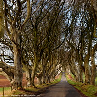 Buy canvas prints of Dark hedges Northern Ireland by Paul Clifton