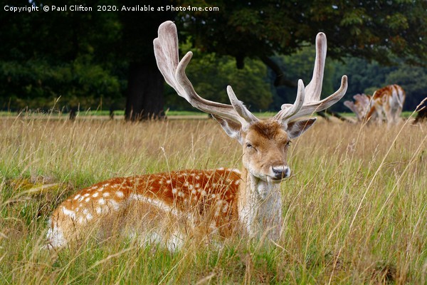 Fallow deer. Picture Board by Paul Clifton