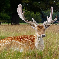 Buy canvas prints of Fallow deer. by Paul Clifton