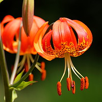 Buy canvas prints of Martagon lily by Paul Clifton