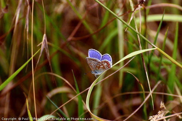Beautiful common blue butterfly at rest. Picture Board by Paul Clifton