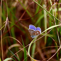 Buy canvas prints of Beautiful common blue butterfly at rest. by Paul Clifton