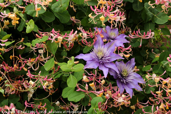 Clematis and honeysuckle. Picture Board by Paul Clifton