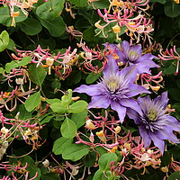 Buy canvas prints of Clematis and honeysuckle. by Paul Clifton