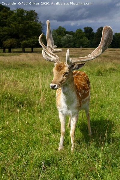 Fallow deer. Picture Board by Paul Clifton
