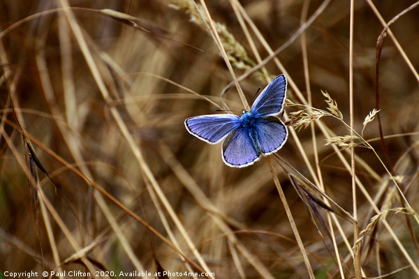 Male 'common blue' butterfly. Picture Board by Paul Clifton
