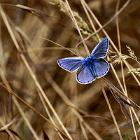 Buy canvas prints of Male 'common blue' butterfly. by Paul Clifton