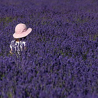 Buy canvas prints of Loving lavender. by Paul Clifton