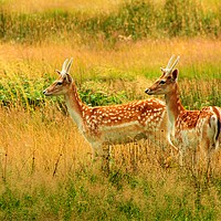 Buy canvas prints of Fallow deer in golden grass. by Paul Clifton