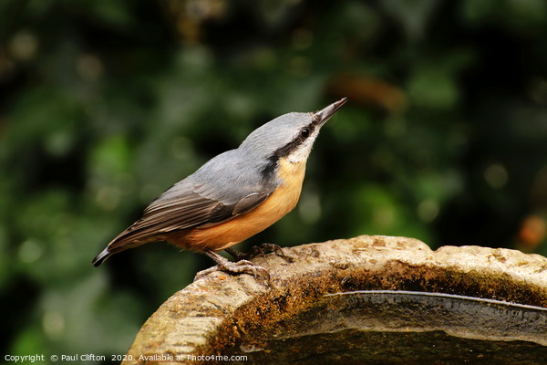 Nuthatch taking a drink. Picture Board by Paul Clifton
