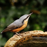 Buy canvas prints of Nuthatch taking a drink. by Paul Clifton