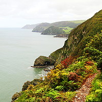 Buy canvas prints of  Devonshire coastal path by Paul Clifton