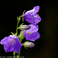 Buy canvas prints of Purple Campanula  by Paul Clifton