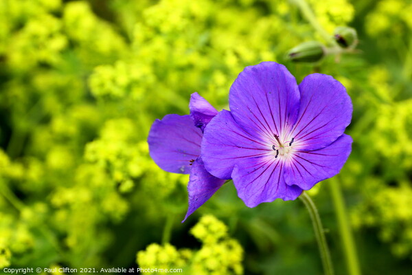 Purple geranium flowers Picture Board by Paul Clifton