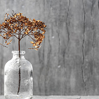 Buy canvas prints of Dry hydrangea flower in a vase  by Mariya Obidina