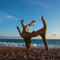Buy canvas prints of A dry tree on the beach looks like a dancing deer. by Mariya Obidina