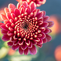 Buy canvas prints of Pink chrysanthemums close up in autumn Sunny day. by Mariya Obidina