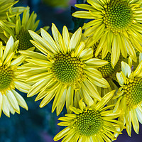 Buy canvas prints of Yellow chrysanthemums close up in autumn Sunny day by Mariya Obidina