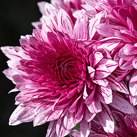 Buy canvas prints of Pink chrysanthemums close up in autumn Sunny day by Mariya Obidina