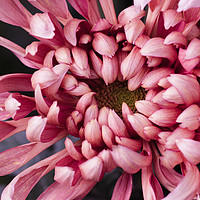 Buy canvas prints of The texture of the flower of pink chrysanthemum by Mariya Obidina